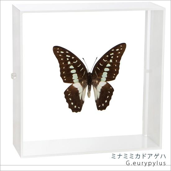 昆虫標本 蝶の標本 ミナミミカドアゲハ アクリルフレーム 白