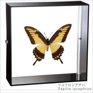 昆虫標本 アトラスカブト アクリルフレーム 透明 : ソプラノYahoo!店