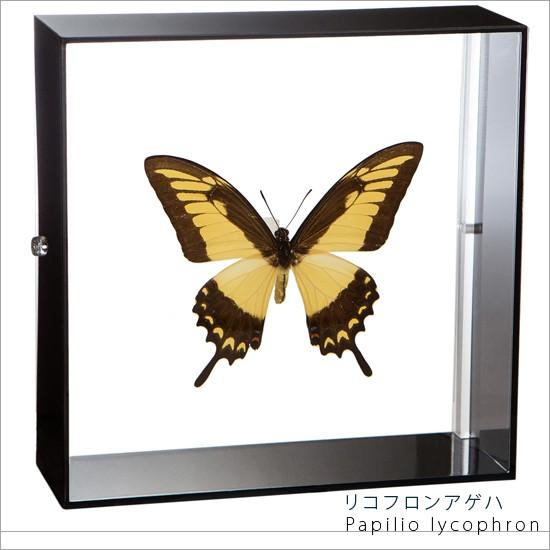 昆虫標本 蝶の標本 リコフロンアゲハ アクリルフレーム 黒
