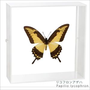 昆虫標本 蝶の標本 ミヤマカラスアゲハ アクリルフレーム 白