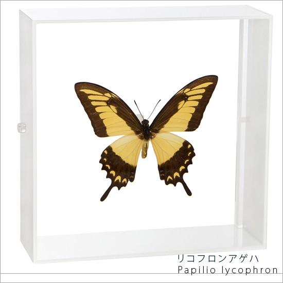 昆虫標本 蝶の標本 リコフロンアゲハ アクリルフレーム 白