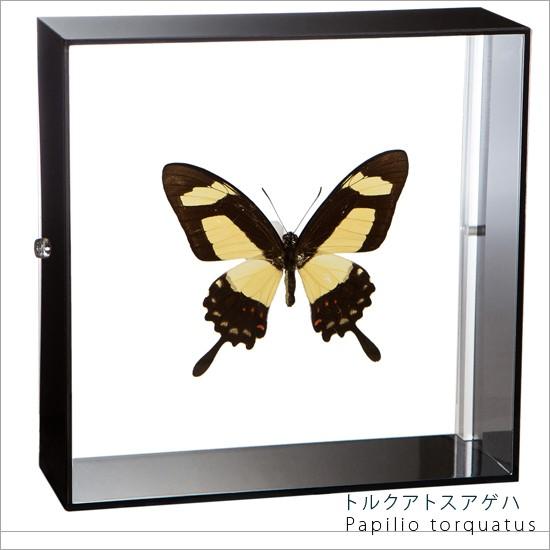 昆虫標本 蝶の標本 トルクアトスアゲハ アクリルフレーム 黒