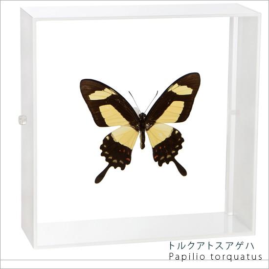 昆虫標本 蝶の標本 トルクアトスアゲハ アクリルフレーム 白