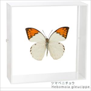 昆虫標本 蝶の標本 ツマベニチョウ アクリルフレーム 白｜soprano