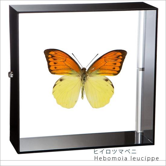 昆虫標本 蝶の標本 ヒイロツマベニ アクリルフレーム 黒