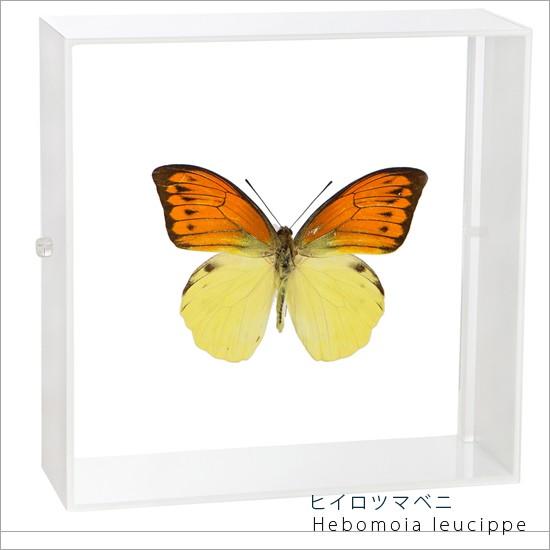 昆虫標本 蝶の標本 ヒイロツマベニ アクリルフレーム 白