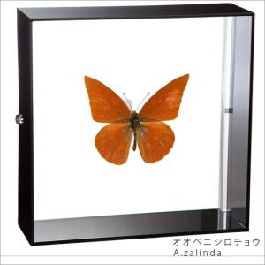 ポイント10倍 期間限定 昆虫標本 蝶の標本 オオベニシロチョウ アクリルフレーム 黒｜soprano