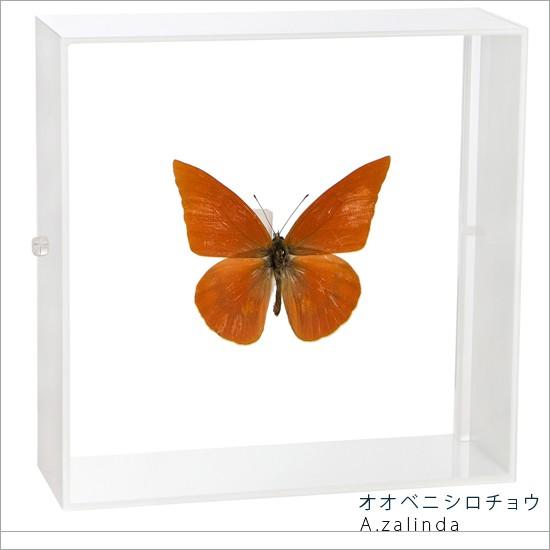 昆虫標本 蝶の標本 オオベニシロチョウ アクリルフレーム 白