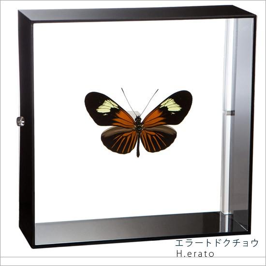 昆虫標本 蝶の標本 エラートドクチョウ アクリルフレーム 15cm角 黒