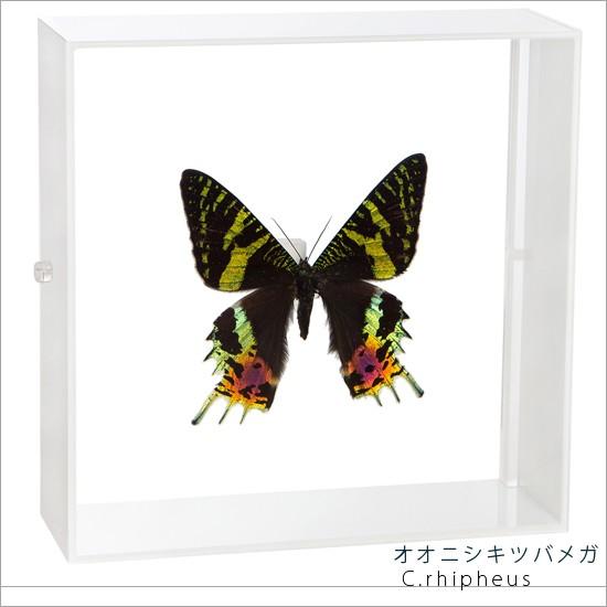昆虫標本 蝶の標本 オオニシキツバメガ アクリルフレーム 白