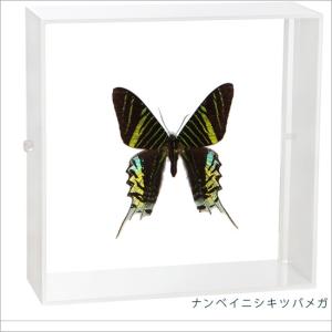 昆虫標本 アトラスカブト アクリルフレーム 透明 : ソプラノYahoo!店