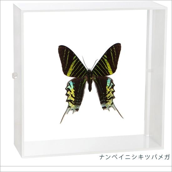 昆虫標本 蝶の標本 ナンベイニシキツバメガ アクリルフレーム 白