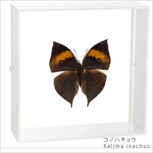 昆虫標本 蝶の標本 コノハチョウ アクリルフレーム 白｜soprano