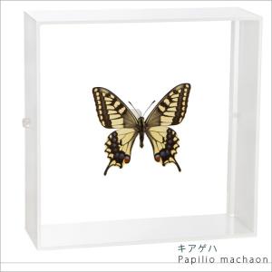 ポイント10倍 期間限定 昆虫標本 蝶の標本 キアゲハ アクリルフレーム 白｜soprano