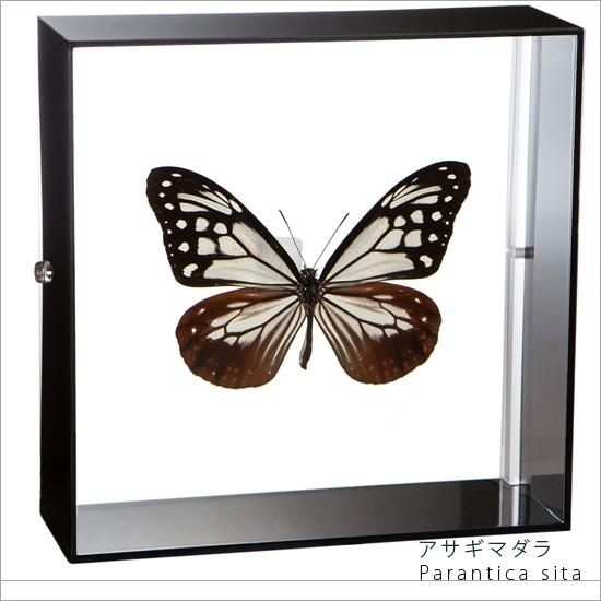昆虫標本 蝶の標本 アサギマダラ アクリルフレーム 黒