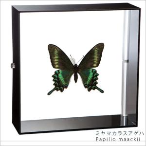 昆虫標本 蝶の標本 ツマベニチョウ アクリルフレーム 黒 : ソプラノ