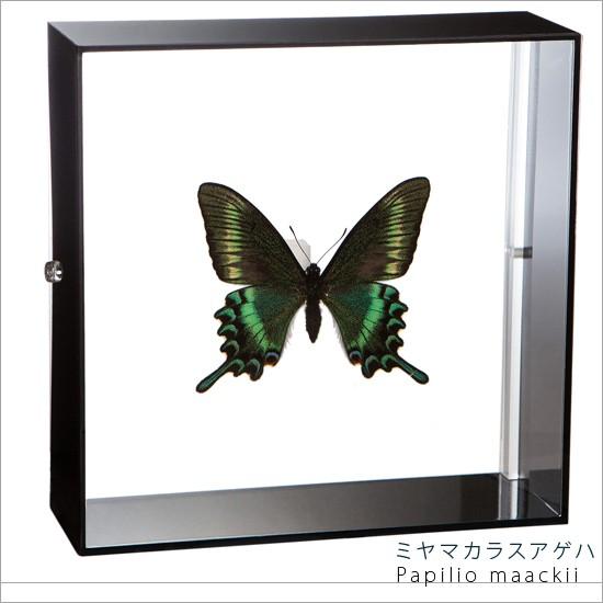 昆虫標本 蝶の標本 ミヤマカラスアゲハ アクリルフレーム 黒