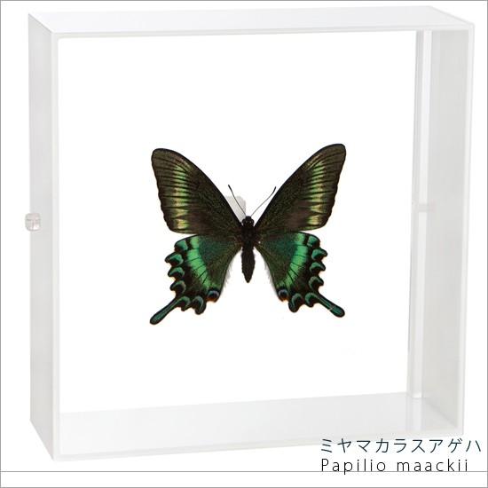 昆虫標本 蝶の標本 ミヤマカラスアゲハ アクリルフレーム 白