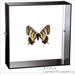 昆虫標本 蝶の標本 レテノールモルフォ アクリルフレーム 白
