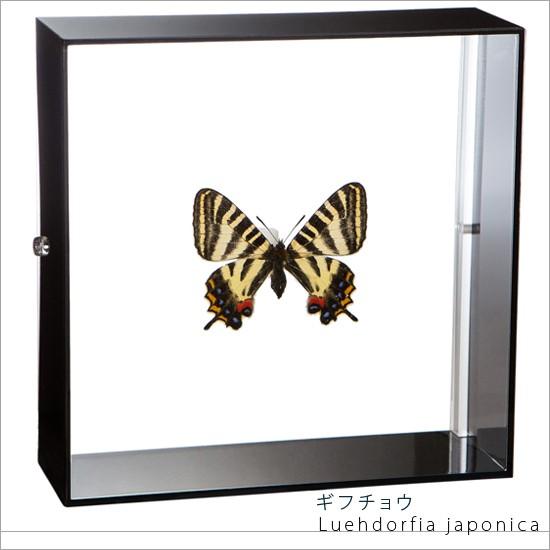 昆虫標本 蝶の標本 ギフチョウ アクリルフレーム 黒