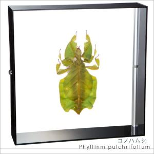 昆虫標本 アトラスカブト アクリルフレーム 透明 : ソプラノYahoo!店