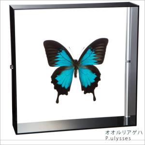 昆虫標本 蝶の標本 オオルリアゲハ アクリルフレーム 白 : ソプラノ