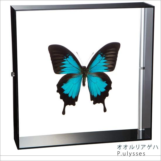 昆虫標本 蝶の標本 オオルリアゲハ アクリルフレーム 黒