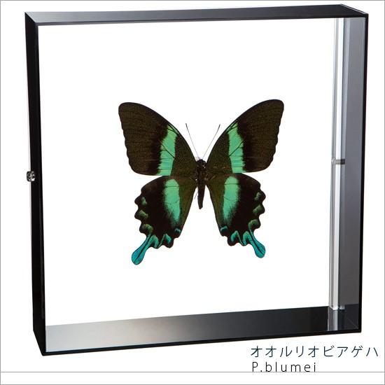 昆虫標本 蝶の標本 オオルリオビアゲハ アクリルフレーム 黒