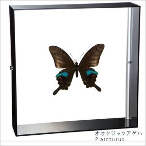 昆虫標本 蝶の標本 オオアカエリトリバネアゲハ アクリルフレーム 黒