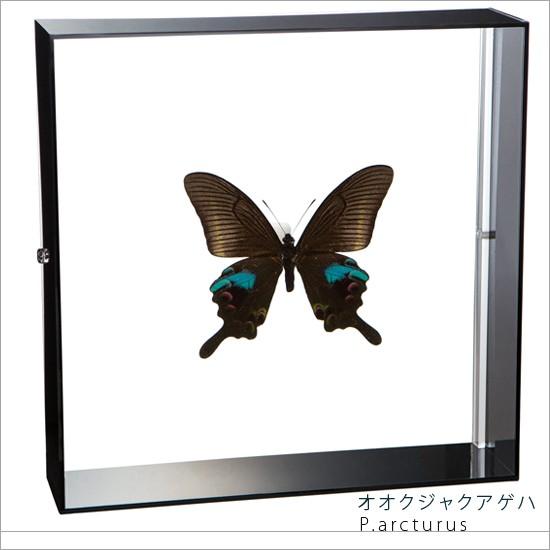 昆虫標本 蝶の標本 オオクジャクアゲハ アクリルフレーム 黒