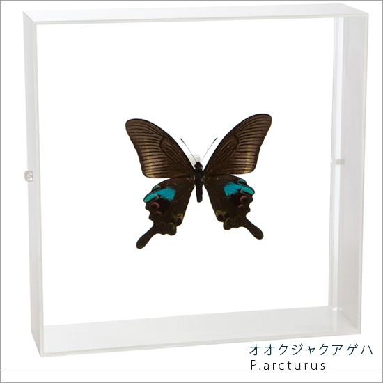 昆虫標本 蝶の標本 オオクジャクアゲハ アクリルフレーム 白