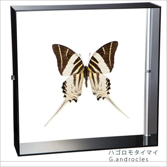 昆虫標本 蝶の標本 ハゴロモタイマイ アクリルフレーム 黒
