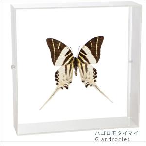 昆虫標本 蝶の標本 ハゴロモタイマイ アクリルフレーム 白｜soprano