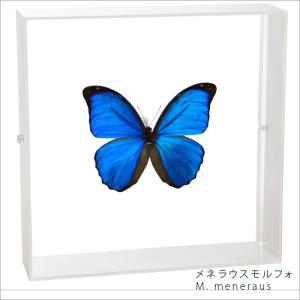昆虫標本 蝶の標本 レテノールモルフォ アクリルフレーム 黒
