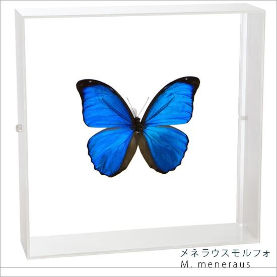 昆虫標本 蝶の標本 メネラウスモルフォ アクリルフレーム 白
