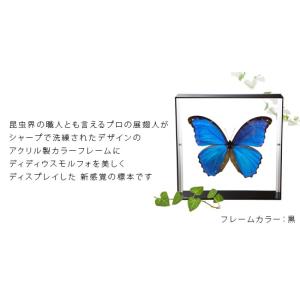 昆虫標本 蝶の標本 ディディウスモルフォ アク...の詳細画像1