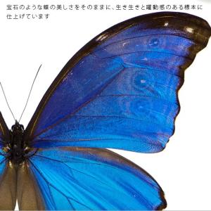 昆虫標本 蝶の標本 ディディウスモルフォ アク...の詳細画像3