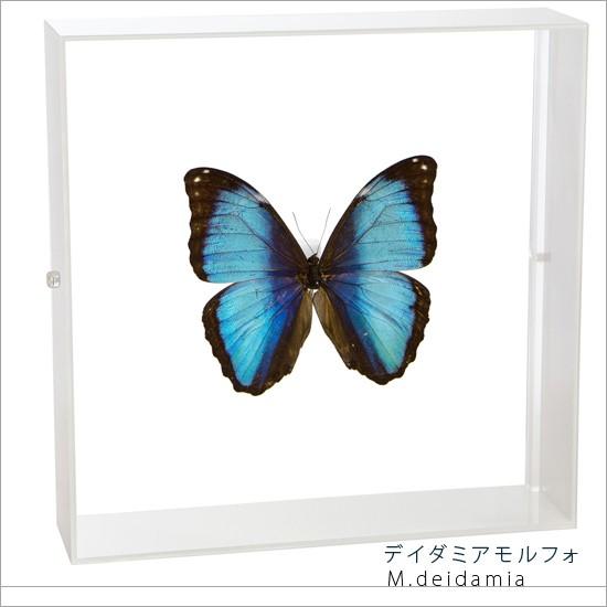 昆虫標本 蝶の標本 デイダミアモルフォ アクリルフレーム 白