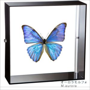 昆虫標本 蝶の標本 ナンベイコムラサキ アクリルフレーム 白
