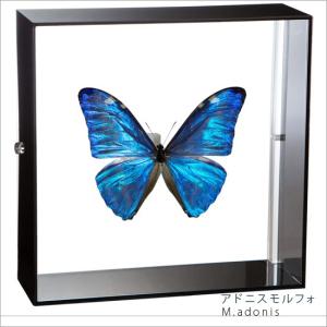 ポイント10倍 期間限定 昆虫標本 蝶の標本 アドニスモルフォ アクリルフレーム 黒｜soprano