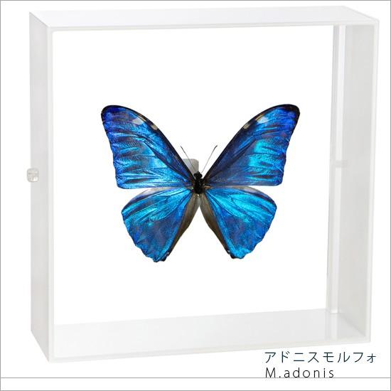 昆虫標本 蝶の標本 アドニスモルフォ アクリルフレーム 白