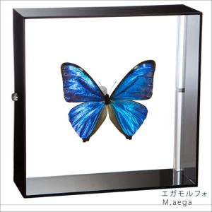 ポイント10倍 期間限定 昆虫標本 蝶の標本 エガモルフォ アクリルフレーム 黒｜soprano