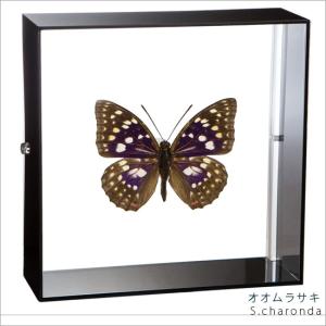 昆虫標本 蝶の標本 オオゴマダラ アクリルフレーム 黒 : ソプラノYahoo