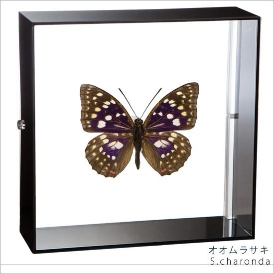 昆虫標本 蝶の標本 オオムラサキ アクリルフレーム 黒