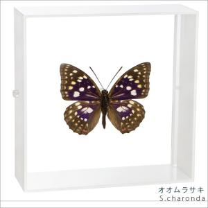 昆虫標本 蝶の標本 オオアカエリトリバネアゲハ アクリルフレーム 黒