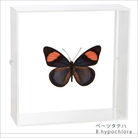 昆虫標本 蝶の標本 ベーツタテハ アクリルフレーム 白
