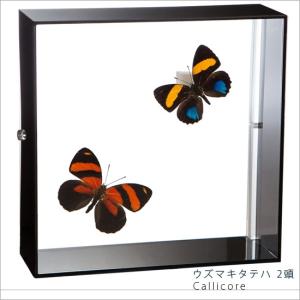 昆虫標本 蝶の標本 ウズマキタテハ 2頭 アクリルフレーム