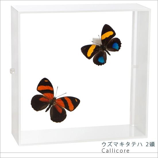 昆虫標本 蝶の標本 ウズマキタテハ 2頭 アクリルフレーム 白