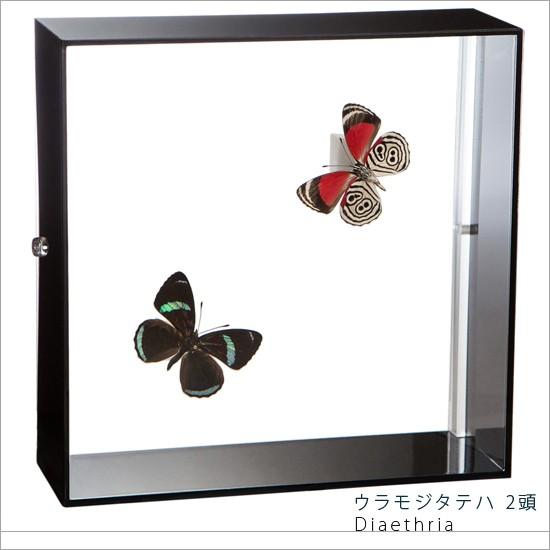 昆虫標本 蝶の標本 ウラモジタテハ 2頭 アクリルフレーム 黒