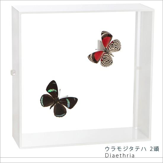 昆虫標本 蝶の標本 ウラモジタテハ 2頭 アクリルフレーム 白